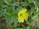 Фотография: Oenothera biennis