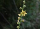 Фотография: Agrimonia eupatoria