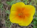 Фотография: Eschscholzia californica