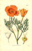 Фотография: Eschscholzia californica