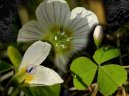 Фотография: Oxalis acetosella L.