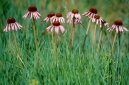 Фотография: Echinacea angustifolia