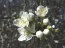 Фотография: Prunus spinosa L.