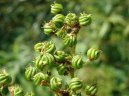 Фотография: Filipendula ulmaria