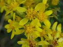 Фотография: Solidago virgaurea L.