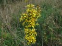 Фотография: Solidago virgaurea L.