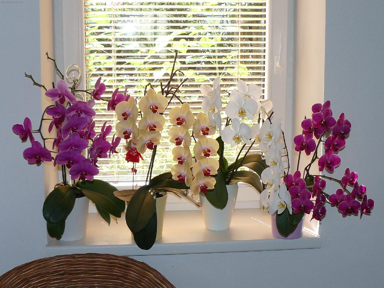 7 причин, по которым орхидея не цветет | Полезные советы 