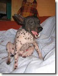 Фотография: ???????????? Hairless Terrier