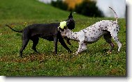 Фотография: ???????????? Hairless Terrier