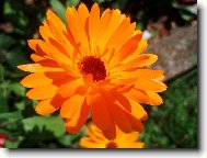 Фотография: Calendula officinalis L.