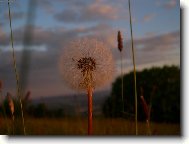 Фотография: Taraxacum officinale