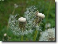 Фотография: Taraxacum officinale