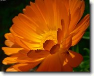 Фотография: Calendula officinalis L.