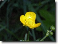 Фотография: Ranunculus