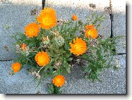 Фотография: Calendula officinalis L.