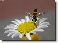 Фотография: Tanacetum parthenium L.