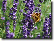 Фотография: Lavandula angustifolia