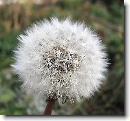 Фотография: Taraxacum officinale