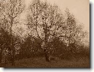 Фотография: Betula verrucosa Ehrt