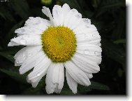 Фотография: Tanacetum parthenium L.