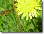 Фотография: Taraxacum officinale