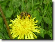 Фотография: Taraxacum officinale