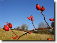 Фотография: Rosa canina L