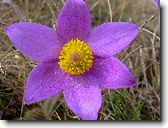 Фотография: Pulsatilla vulgaris