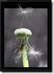 Фотография: Taraxacum officinale