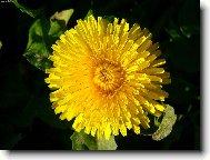 Фотография: Taraxacum officinale