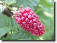 Фотография: Rubus idaeus L.