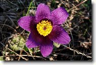 Фотография: Pulsatilla vulgaris