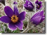 Фотография: Pulsatilla vulgaris