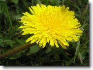 Фотография: Taraxacum officinale