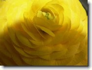 Фотография: Ranunculus