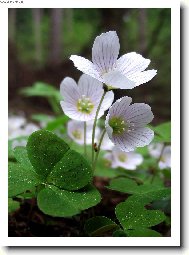 Фотография: Oxalis acetosella L.