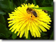 Фотография: Taraxacum officinale