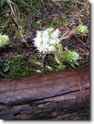 Фотография: Petasites hybridus L.