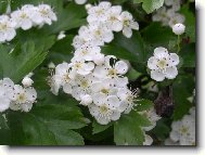 Фотография: Crataegus oxyacantha