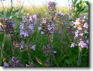 Фотография: Thymus vulgaris