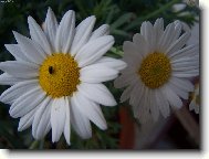 Фотография: Tanacetum parthenium L.