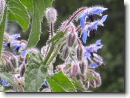 Фотография: Borago officinalis L.