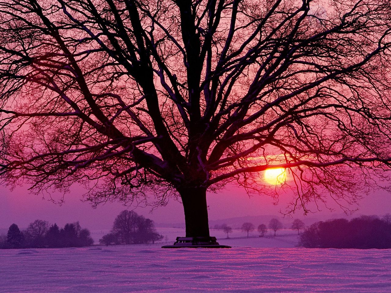 Winter Sunset And The Majestic Oak, Germany