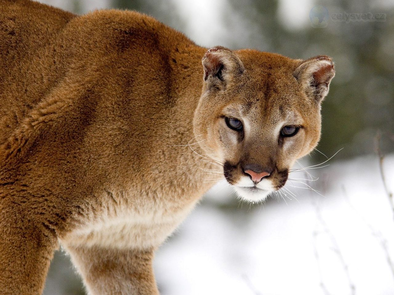 Cougar In Winter, Montana