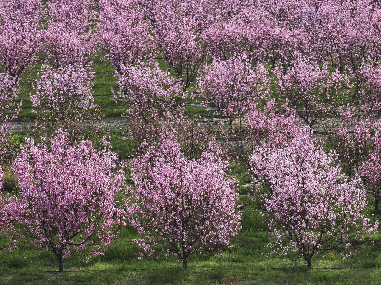 Orchard ? ?????? ?????, ?????????, ???? ?????????? / Peach Tree Orchard In  Full Bloom, Lancaster, California