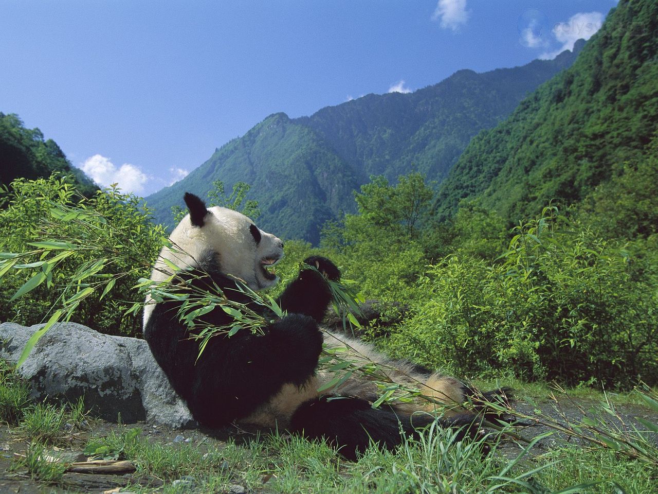 Wolong ???????????, ???????, ????? / Giant Panda Eating Bamboo, Wolong  Nature Reserve, Sichuan, China