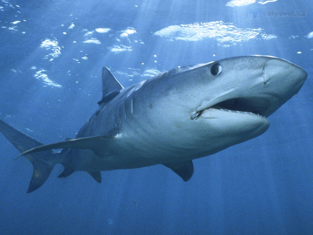 Tiger Shark, Bahamas