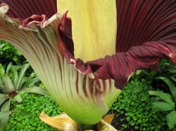 ?????????? ?????? Titan Arum